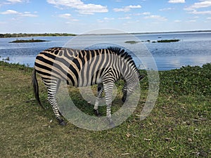 Zebra Grazing by the Lake