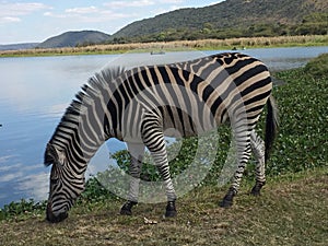 Zebra Grazing by the Lake