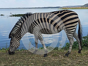 Zebra Grazing by the Lake