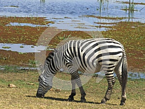 Zebra grazing beside a lake at amboseli