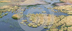 Zebra grazing in the Okavango Delta, Botswana aerial shot