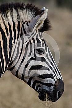 A zebra grazing pensively in the Kruger Park