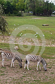 Zebra grazing in the reserve