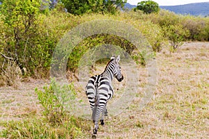 Zebra grazing in savannah at africa