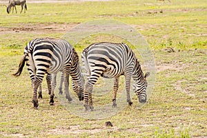 Zebra grazing in the savannah of Amboseli