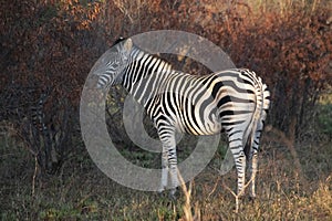 Zebra grazing during sunrise in Kruger National Park