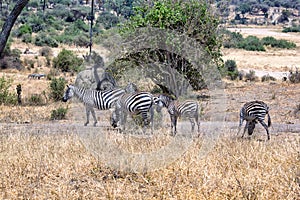 Zebra grazing in Tarangire