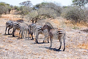 Zebra grazing in Tarangire