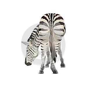 Zebra grazing vector