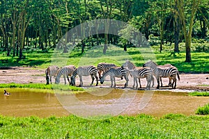 Zebra grazing in the wild