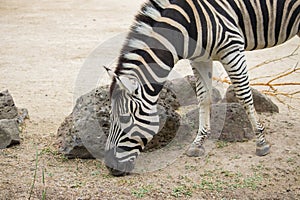 Zebra Grazing at the zoo