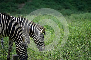 Zebra on green background