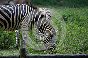 Zebra on green background
