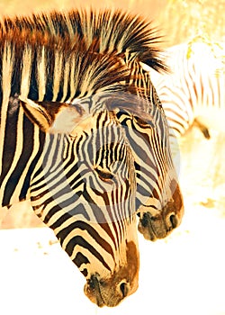 Zebra