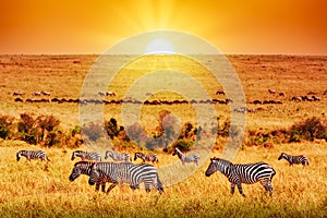 Zebra group with amazing sunset in african savannah. Serengeti National Park, Tanzania. Wild nature african landscape and safari