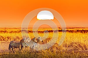 Zebra group with amazing sunset in african savannah. Serengeti National Park, Tanzania. Wild nature african landscape and safari