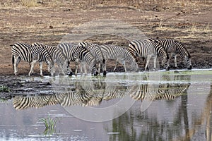 Zebra group drinking at the pool in kruger park south africa