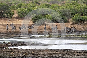 Zebra group drinking at the pool in kruger park south africa