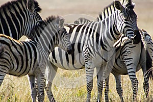Zebra in a group with there offspring