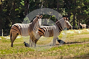 Zebra and Hadeda