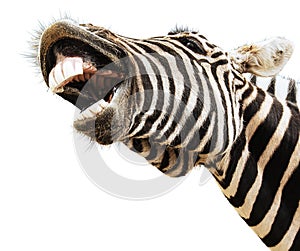 Zebra happy lougthing