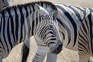 A zebra has its ears back, it looks angry