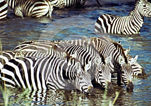 Zebra having a drink