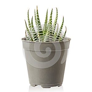 Zebra Haworthia Fasciata succulent plant