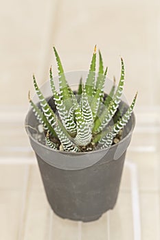 Zebra Haworthia Fasciata succulent plant