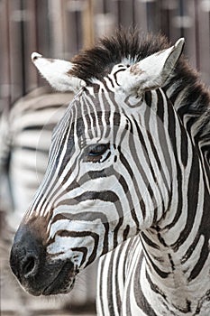 Zebra head