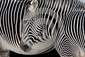 Zebra Head img