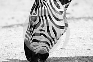 Zebra head