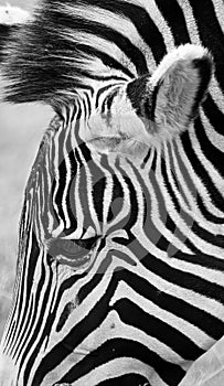 Zebra Head, Black and White