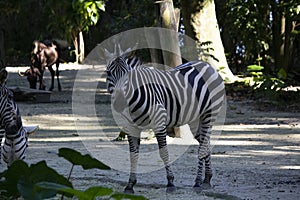 Zebra head close-up, Equus portrait