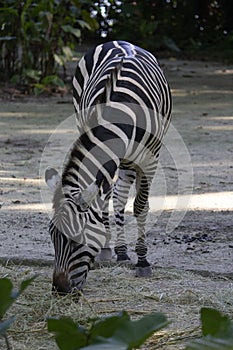 Zebra head close-up, Equus portrait