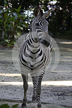 Zebra head close-up, Equus portrait