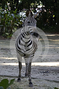 Zebra head close-up, Equus portrait