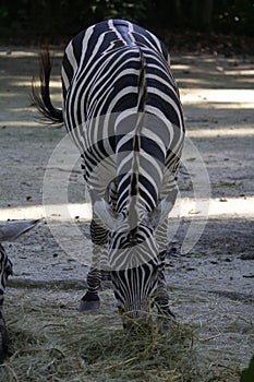 Zebra head close-up, Equus portrait