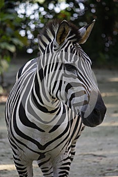 Zebra head close-up, Equus portrait