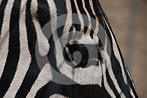 Zebra head with eye close-up. Soft focus
