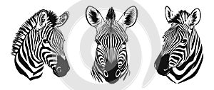 Zebra head face portrait set. Front and side view. Wild herbivore savannah african striped ungulate mammal. Zoo print photo