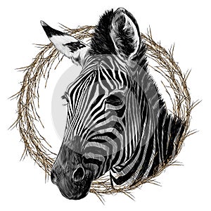 Zebra head framed sketch vector graphics