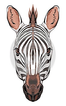 Zebra head frontal view, vector isolated animal