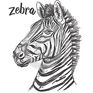 Zebra head. Hand drawn vector illustration. Engraved style.