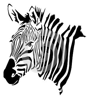 Zebra Head - Hippotigris