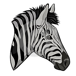 Zebra head isolated on a white background. Vector graphics