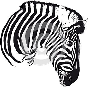 Zebra Head