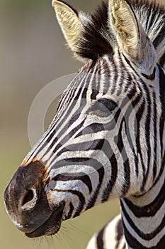 Zebra Head Portrait Alert