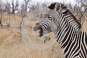 Zebra head portrait closeup with mouth open showing rotten teeth