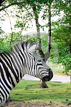 Zebra